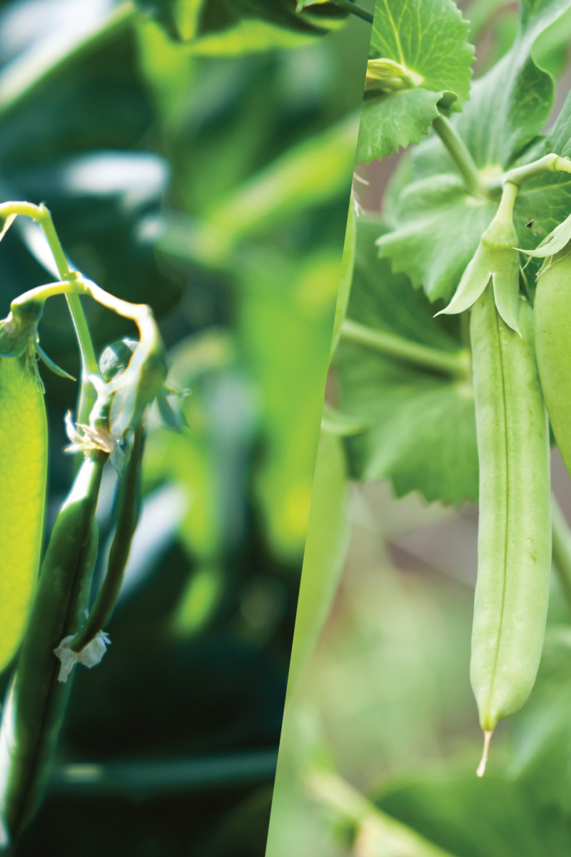 What’s the Difference Between Snow and Sugar Snap Peas?