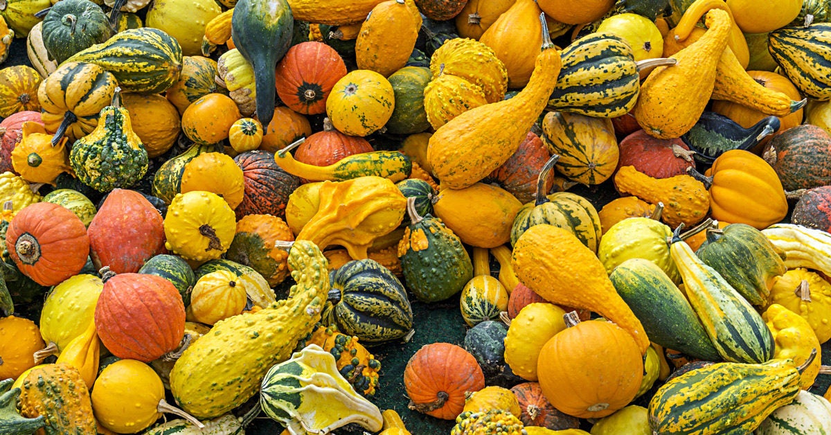Is Squash a Fruit or Vegetable?