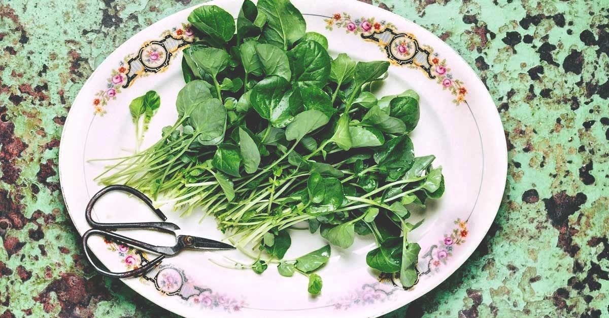 10-impressive-health-benefits-of-watercress