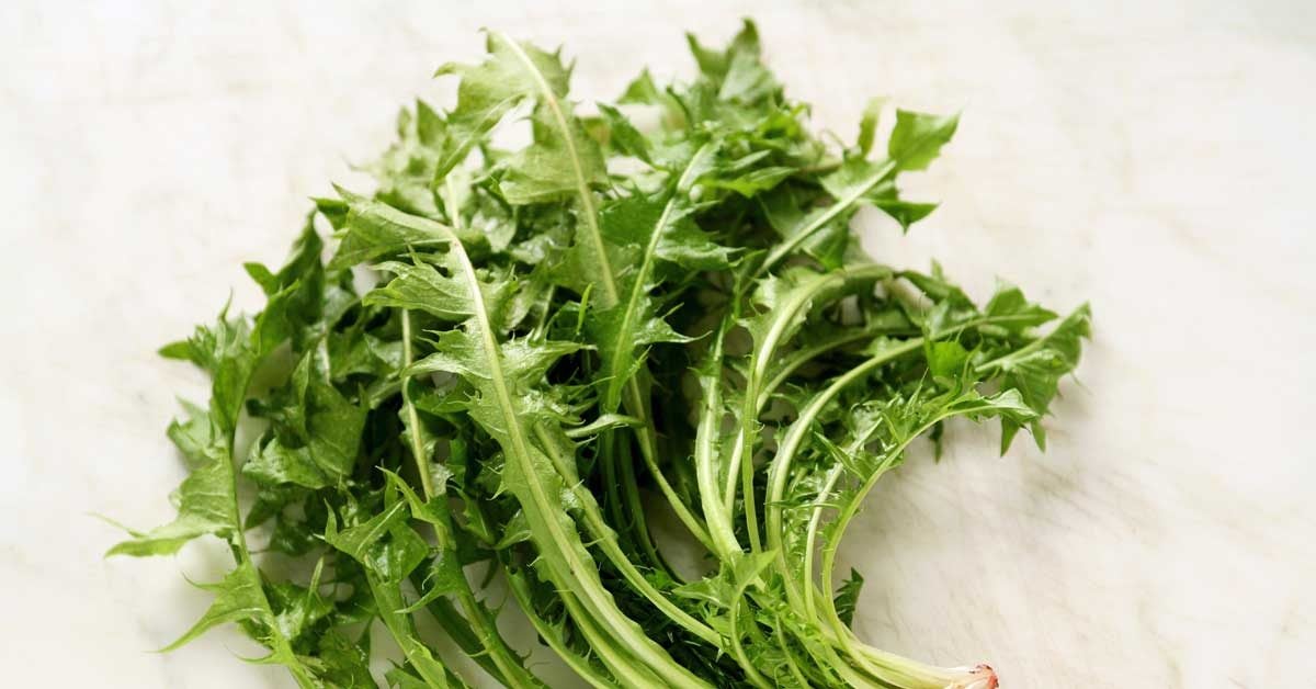 Wild Lettuce (Lactuca virosa): Pain Relief, Benefits and Risks