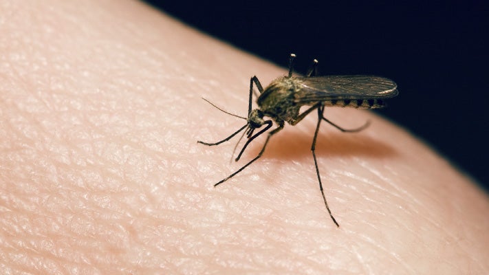 The Dangers of Mosquitoes: Diseases