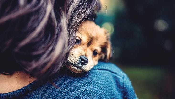 Pets: Our Emotional Connection to Them.