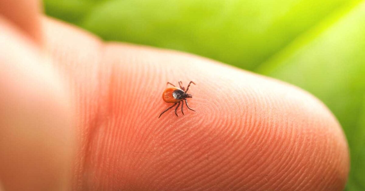 can a dog get lyme disease from eating a tick