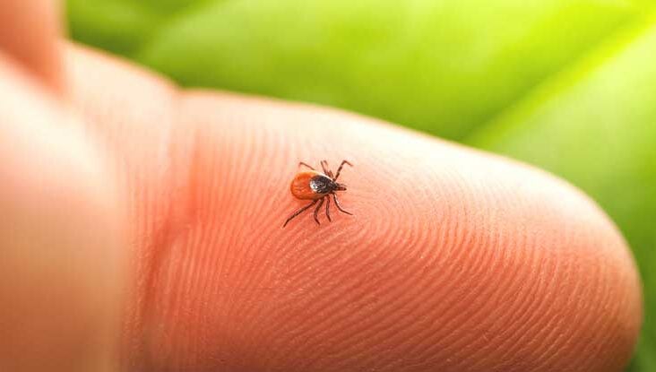 What Davenport Homeowners Ought To Know About Ticks  QuikKill