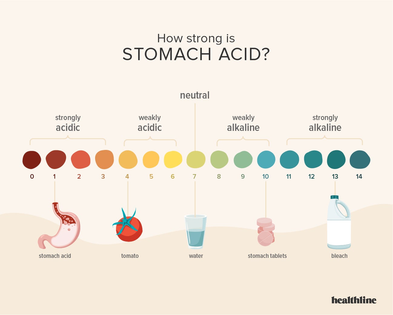 How Strong Is Stomach Acid Plus What To Do When Acid Levels Fluctuate