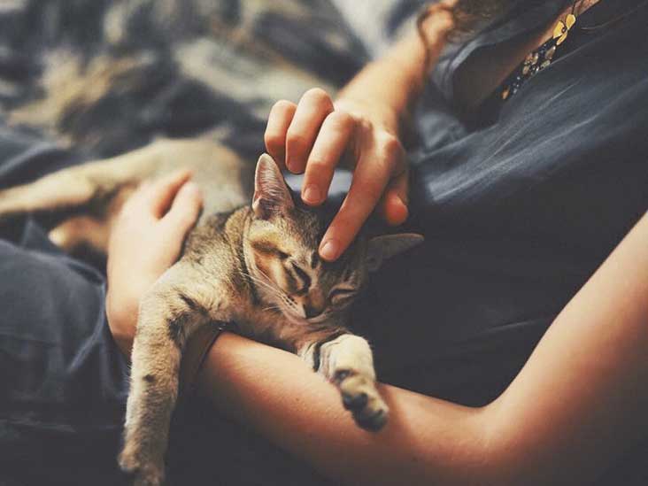 Cat Allergies: Symptoms and Treatment