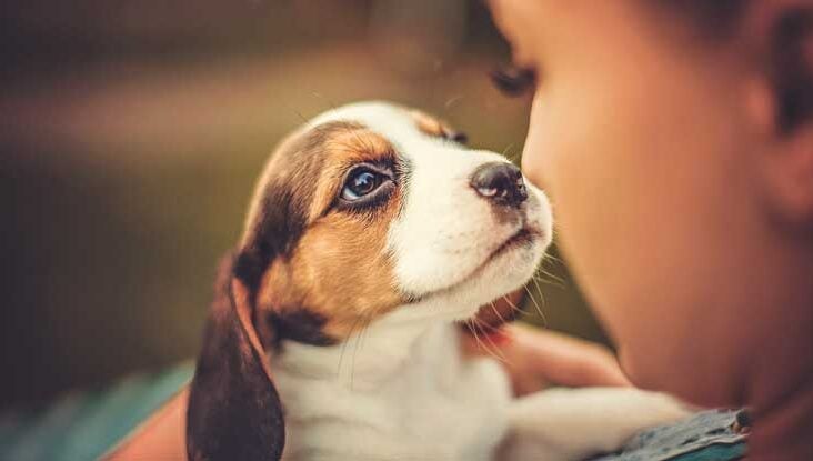 puppy measles vaccine