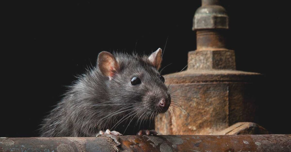 Climate Change, Rats and Disease