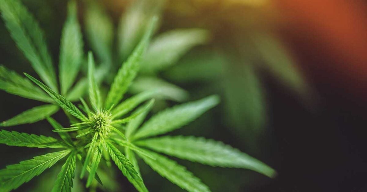 Marijuana And Cancer Patients