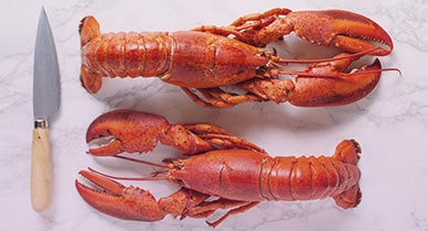Featured image of post I Control The Lobsters Lobsters aren t the only creatures to have evolved biological immortality