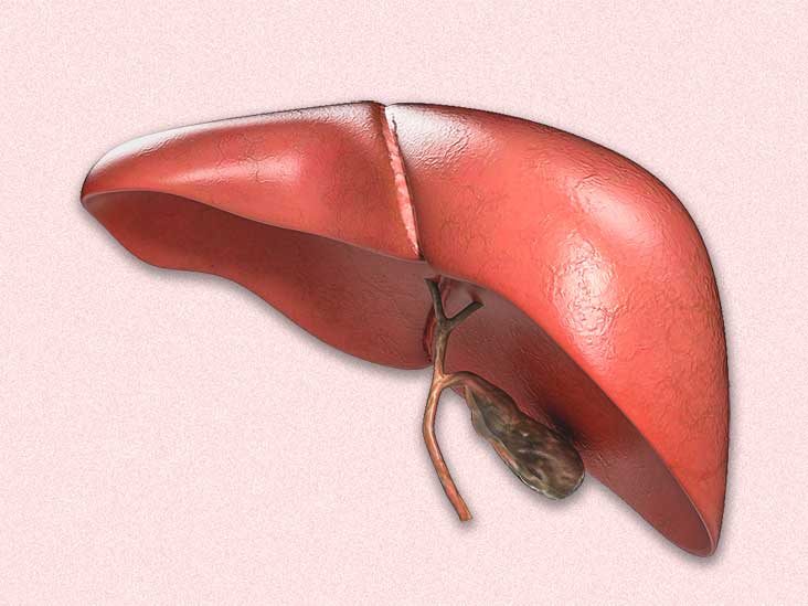 livers-bioengineered-for-transplants