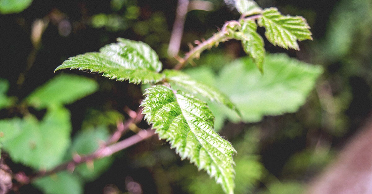Stinging Nettle Rash: Pictures, Treatment, Home Remedy