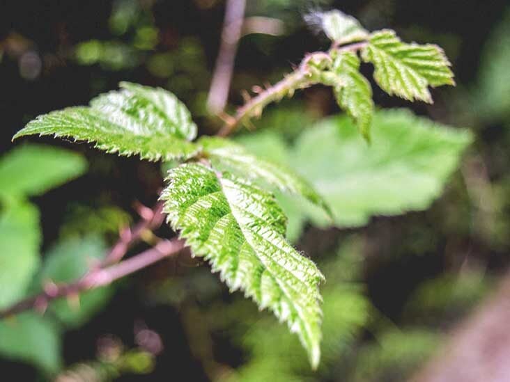 nettle tea prostatitis