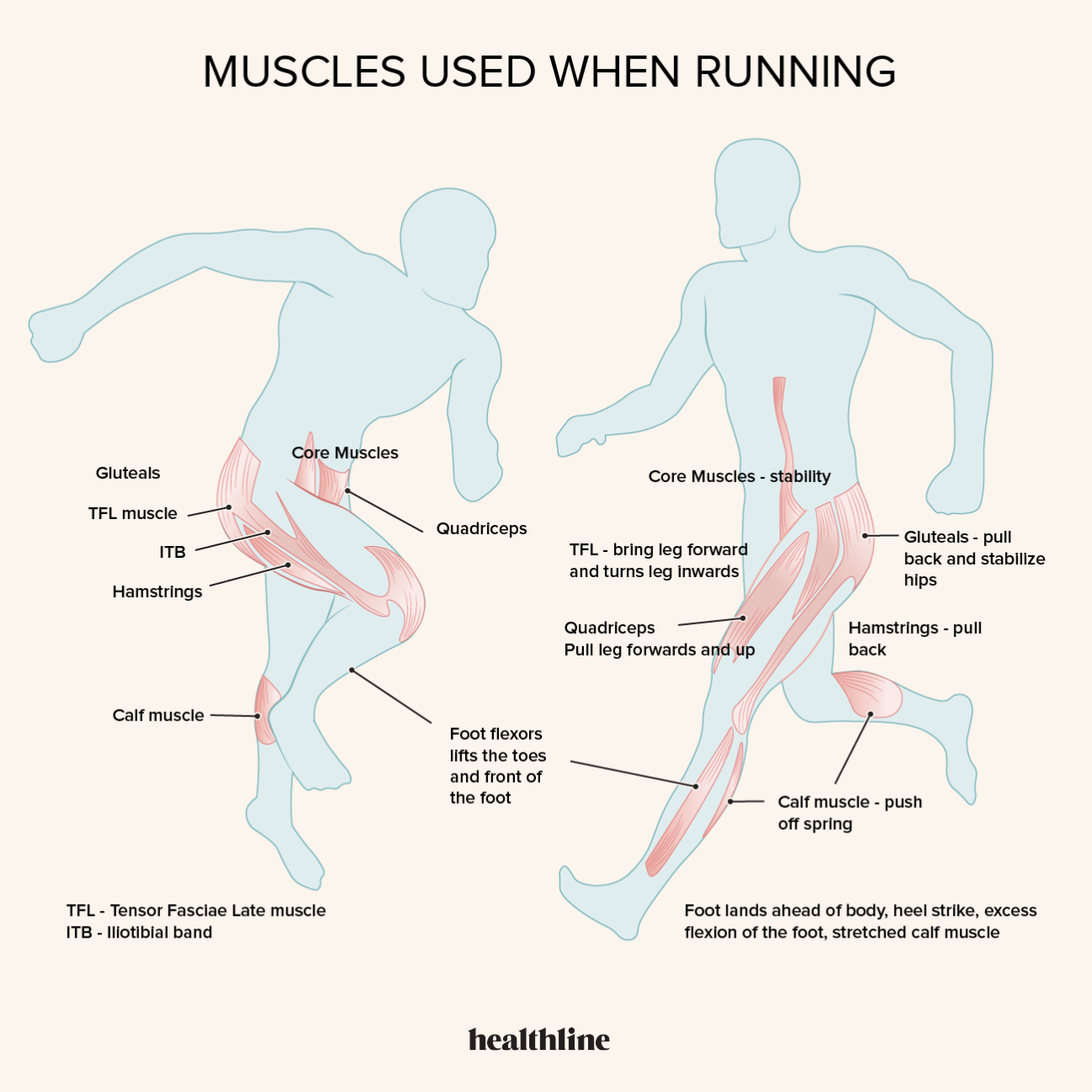 What Muscles Does Running Work