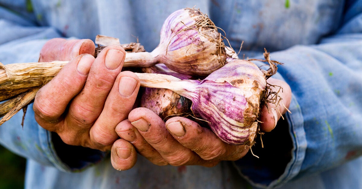giardia raw garlic)