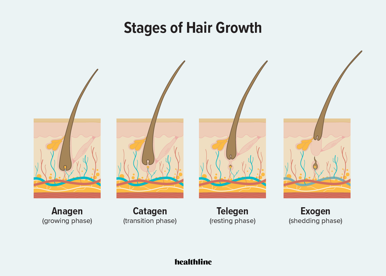 Stages Of Hair Growth Plus How To Maintain Hair Health In Every Stage