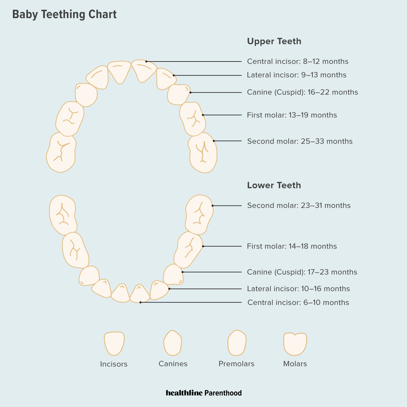 Схема роста зубов у детей до года фото схема