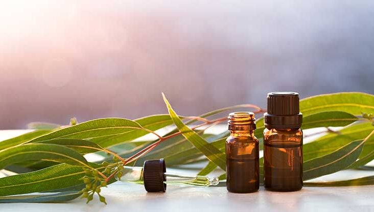  buy eucalyptus oil