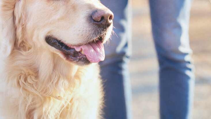Can You Get a Service Dog for Depression? How to Qualify and More