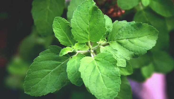Holy Basil: Benefits for Your Brain and Your Body
