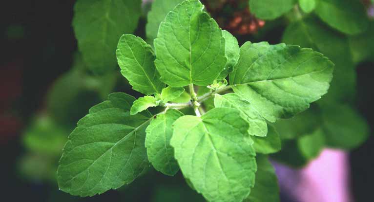What Does Holy Basil Taste Like? Discovering Flavors of Holy Basil.