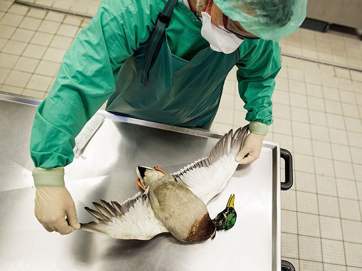 bird flu symptoms causes and risk factors