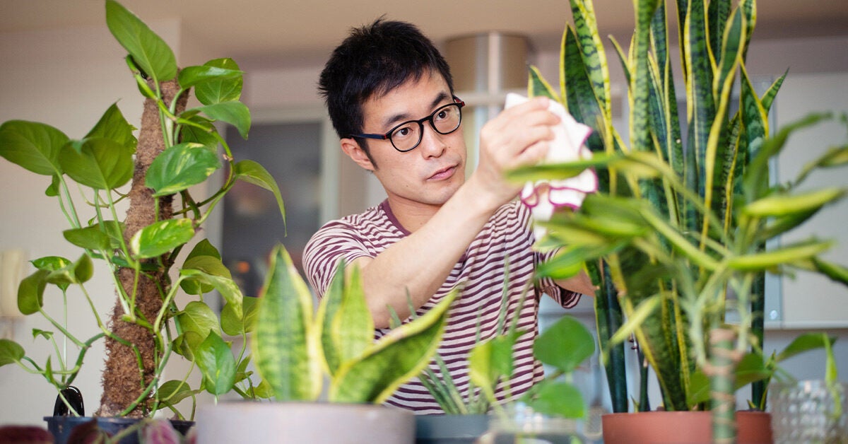 Utilisez de l'eau filtrée pour les plantes d'intérieur