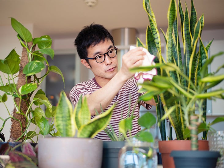 Ako čistím izbové rastliny