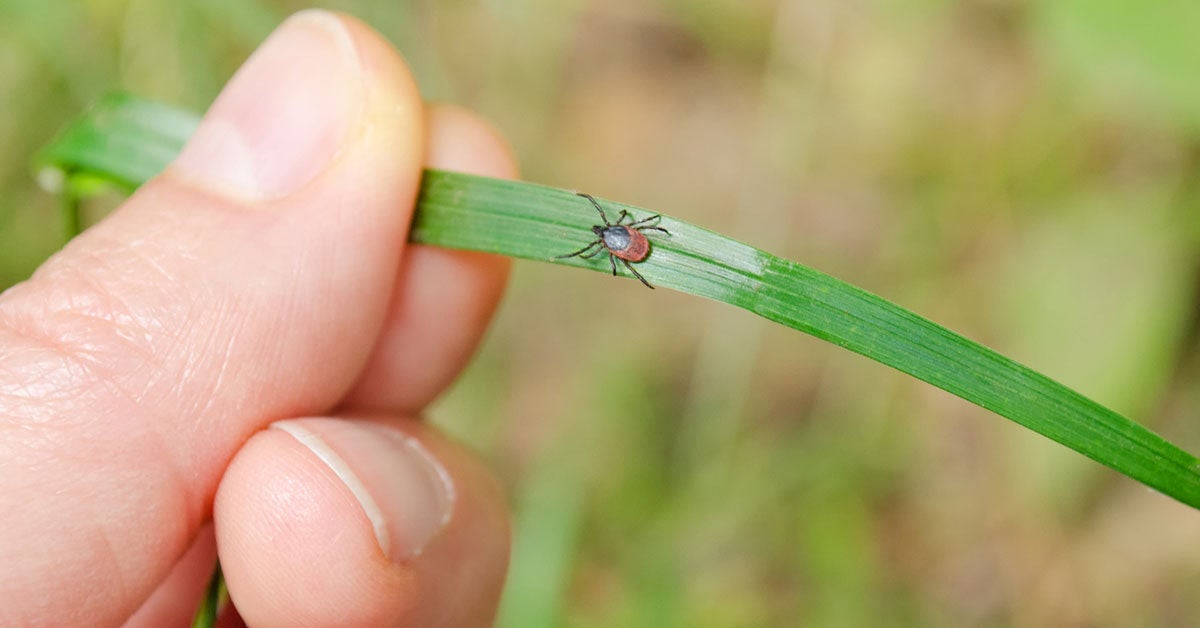 Tick Bites by Blood Type