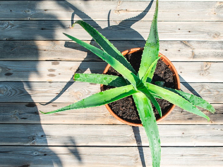 Clean Aloe Vera Fresh Organic Leafs Medicinal Uses All Natural Cut On Demand 