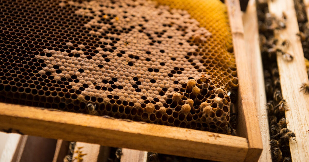 is-beeswax-vegan