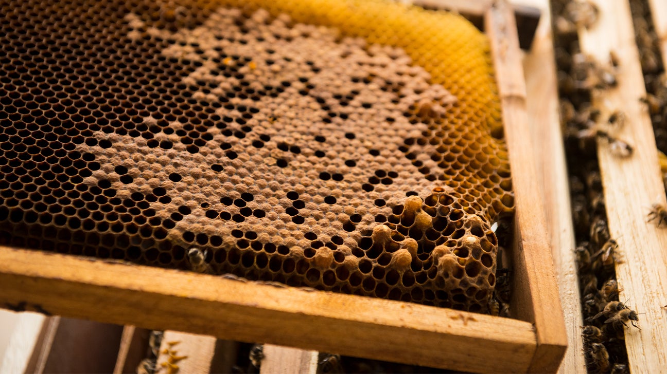 Can You Eat Honeycomb? Benefits, Uses, and Dangers