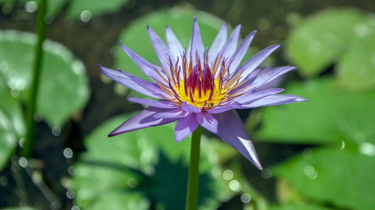 Water Lily Blue- Flowering Plants