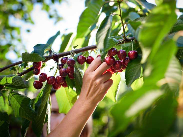 The health benefits of cherries, learn more from NWP, non political news source, health and wellness no bias news, food