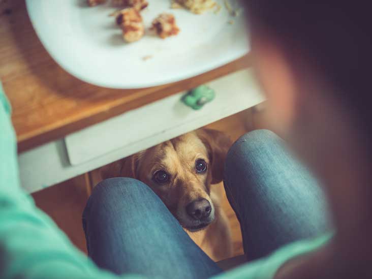 is eating dog treats bad for you