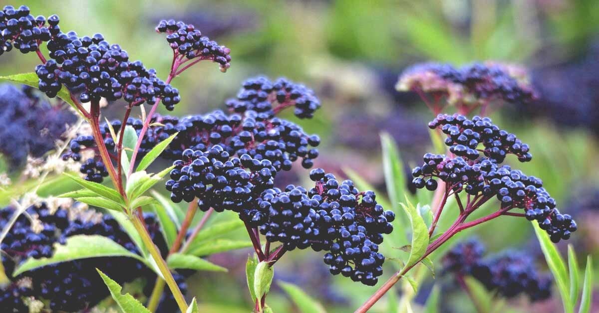 Elderberry: Benefits and Dangers
