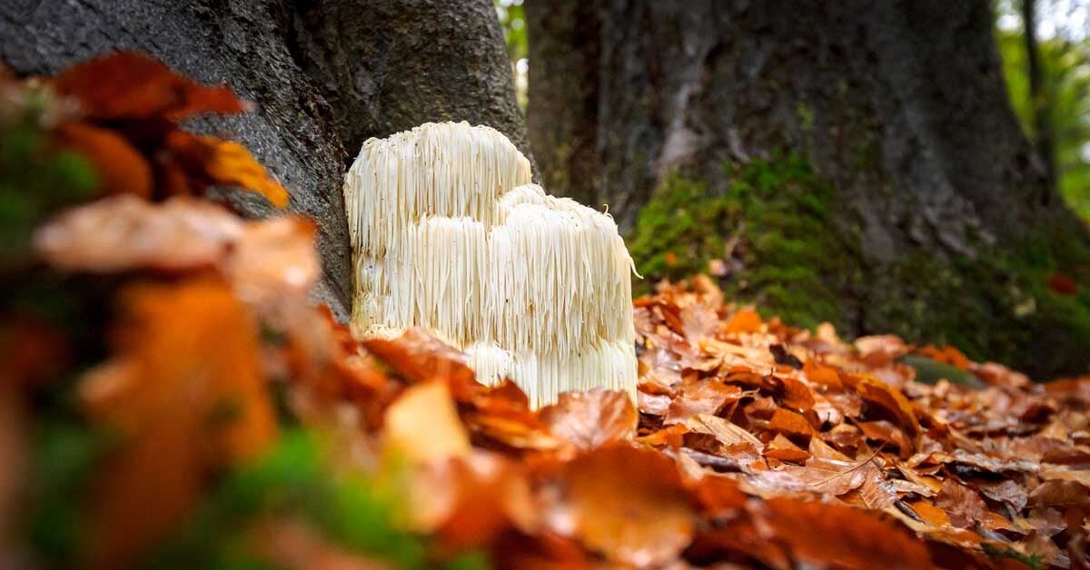 9 Health Benefits of Lion's Mane Mushroom (Plus Side Effects)