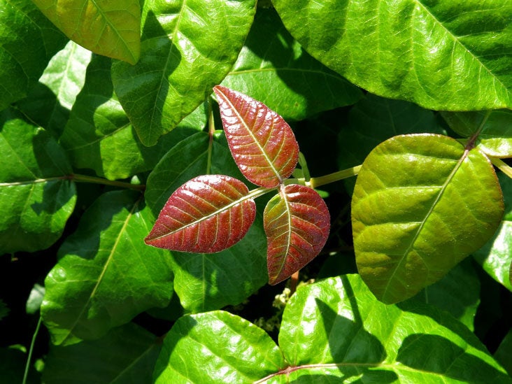 how to get poison ivy off dogs