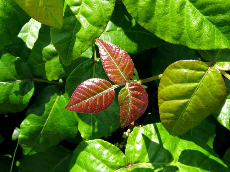 How To Keep Poison Ivy From Spreading - Impactbelief10