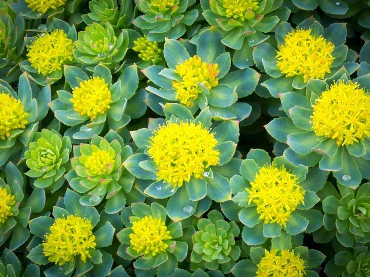 7 Science-Backed Health Benefits of Rhodiola rosea