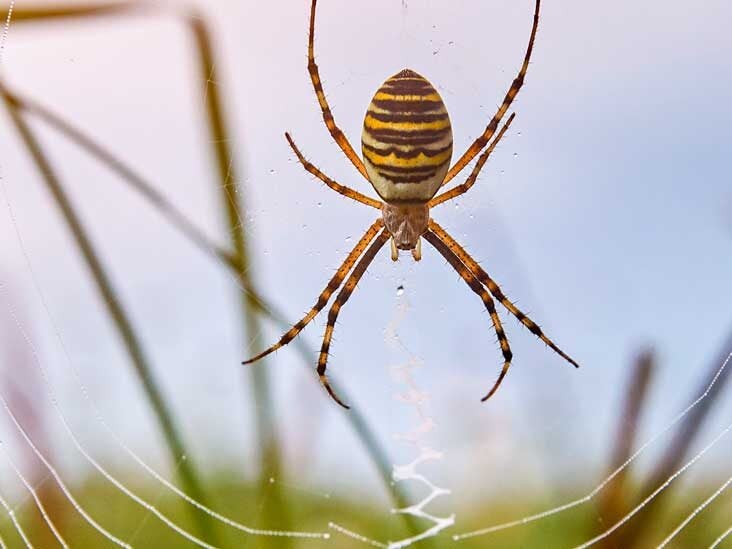 Can You Die From A Black Widow Bite - Https Www Vumc Org Poison Control Toxicology Question Week April 20 2015 Venomous Spiders Watch Out Your Home What Should You Do If : Still, that doesn't mean her bite is pleasant.