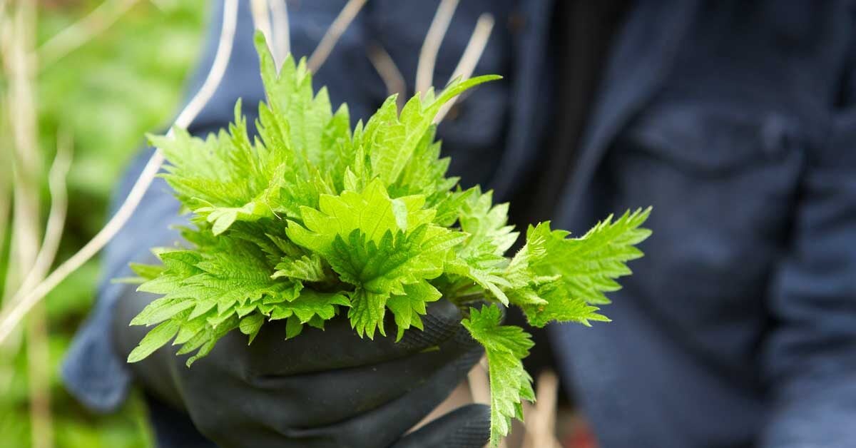 6 Benefits Of Stinging Nettle Plus Side Effects