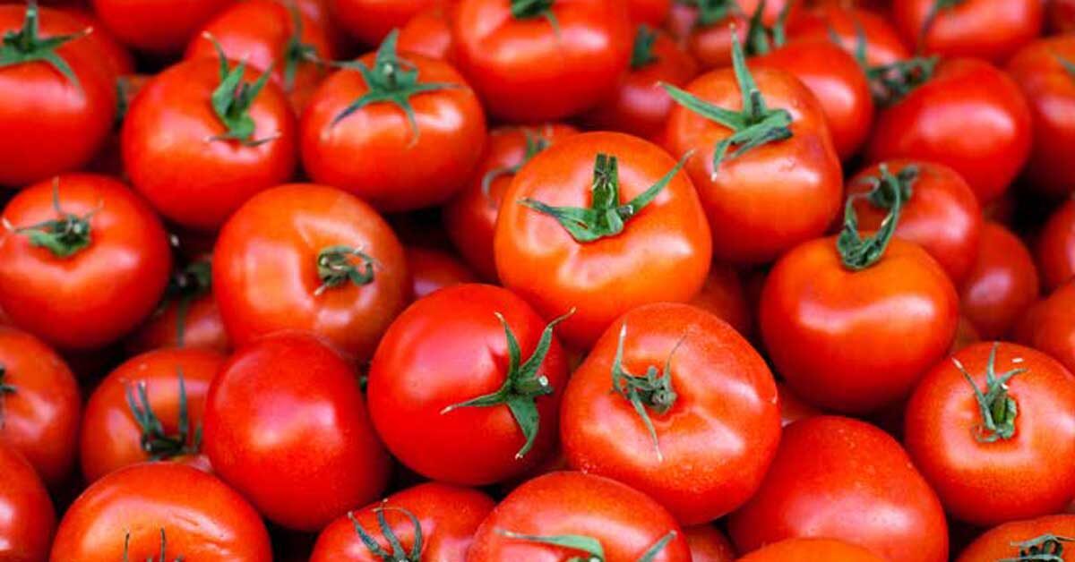 50 Unbelievable Advantages of Red Gems Tomato Perks 2024