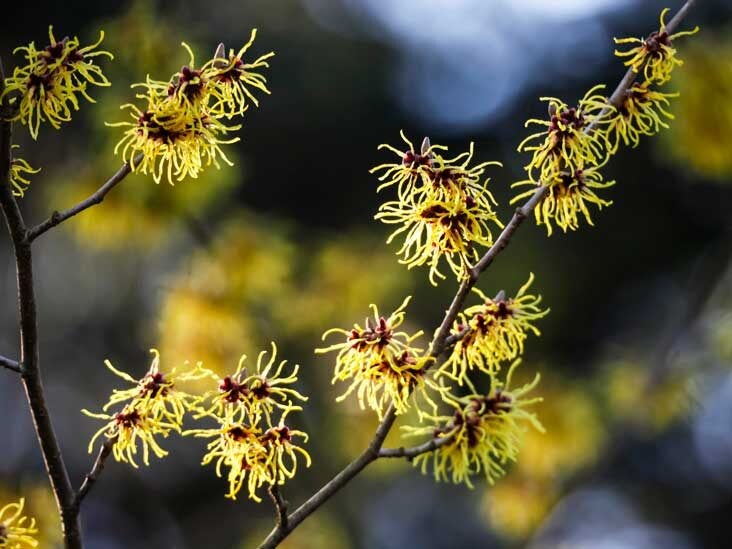 8 Benefits and Uses of Witch Hazel