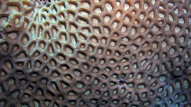 What is trypophobia? Bizarre fear of small holes featured in new