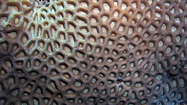 Trypophobia  Fear of Too Many Holes: Causes Symptoms Diagnosis