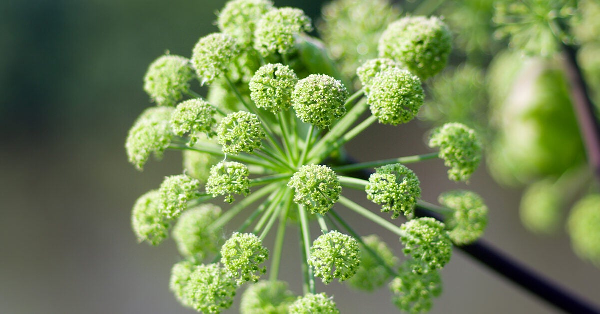 Angelica Root: Benefits, Uses, and Side Effects