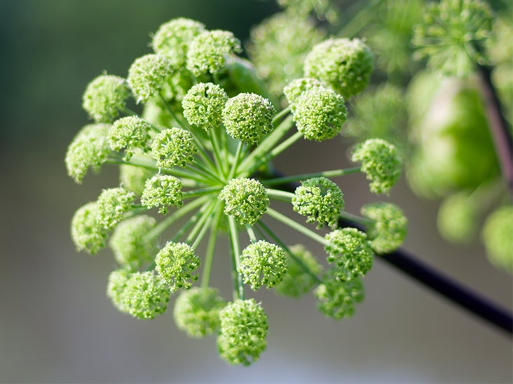 Angelica Root: Benefits, Uses, and Side Effects