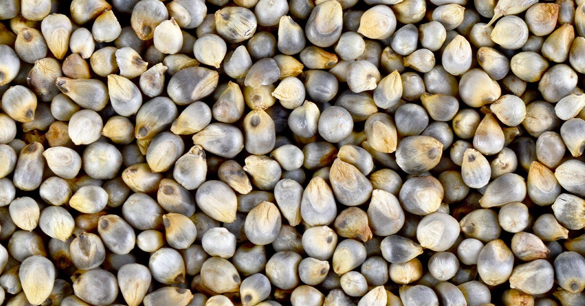 Pearl Millet Nutrition Facts Besto Blog