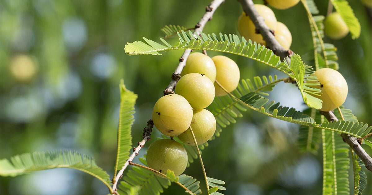 indian-gooseberry-benefits-uses-and-side-effects